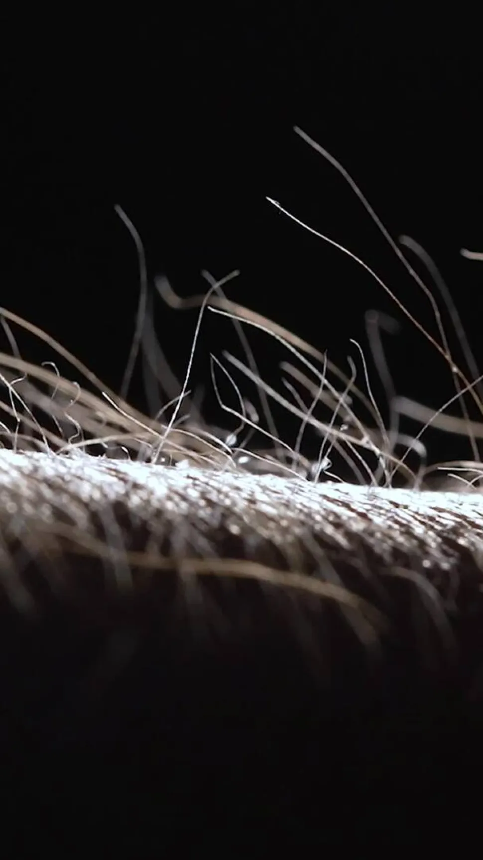 LED-hængelampe PURE Moto-Rise, eg/sort perle, aluminium, CCT