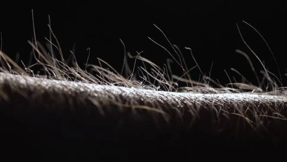 LED-hængelampe PURE Moto-Rise, platin, aluminium, CCT