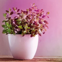 LED-plantepære E14 R50 4W